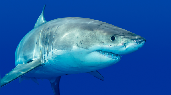 Great white shark