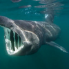 Basking shark
