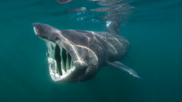 Basking shark
