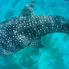 Whale shark 