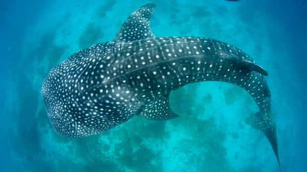 Whale shark