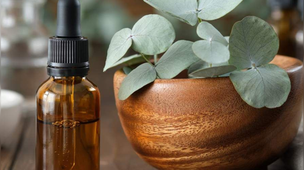 Eucalyptus: The Breath of Fresh Air