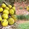 Article image for: <i class="tbold">west bengal</i>: Crude Bombs Recovered In Birbhum’s Kod Village, Area Cordoned Off