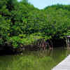 Article image for: Kundapur Mangroves, Karnataka