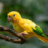 Golden Conure 