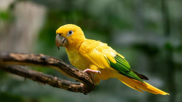 Golden Conure