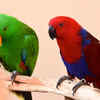 Eclectus Parrot