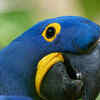 Hyacinth Macaw 