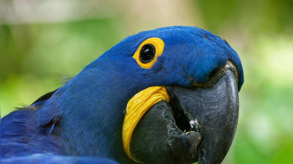 Hyacinth Macaw