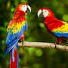 Scarlet Macaw 