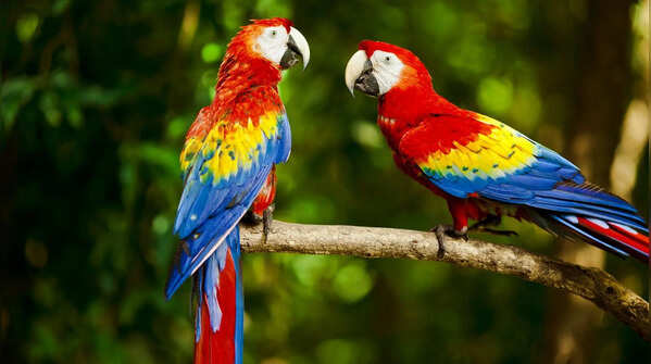 Scarlet Macaw