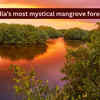 Article image for: India’s most mystical and lesser-known mangrove forests travellers rarely talk about