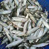 Article image for: Mormugao council to ban illegal trade of wholesale fish