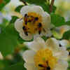 Article image for: Karnataka set to name honeybee, Malabar tree toad as state species