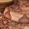 Actually seeing snakes: What matters most