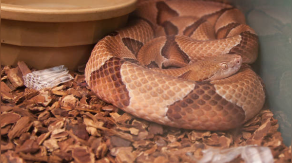 Actually seeing snakes: What matters most