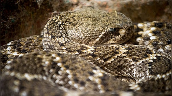 Where to find these interesting reptiles