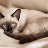 Siamese