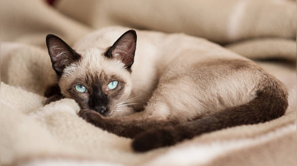 Siamese