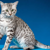Egyptian Mau