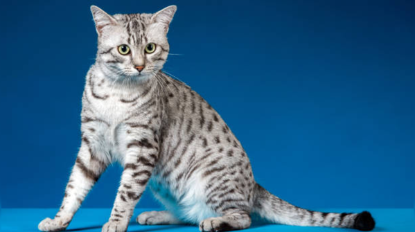 Egyptian Mau