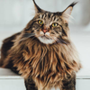 Maine Coon
