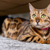 The Bengal
