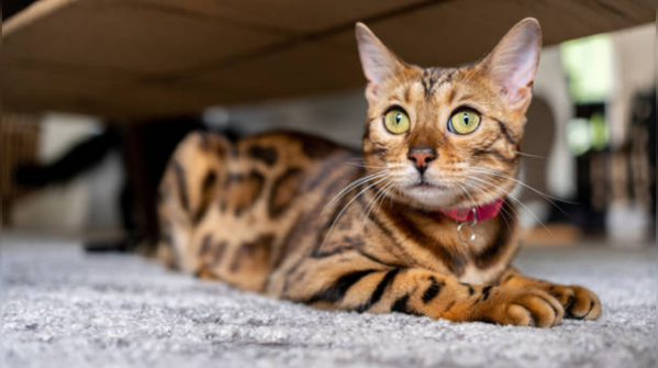 The Bengal