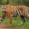 Article image for: Maharashtra tiger attack: 4 women tendu leaf collectors mauled in Chandrapur, 1 man killed in Bhandara