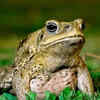 Frogs and Toads