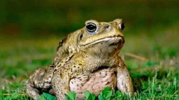 Frogs and Toads