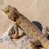 Lizards