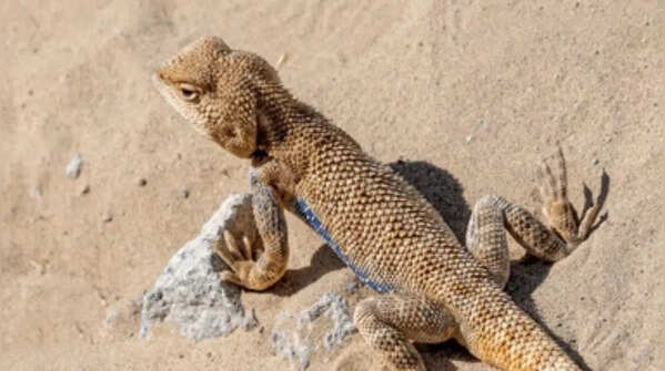 Lizards