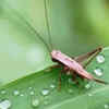 Insects