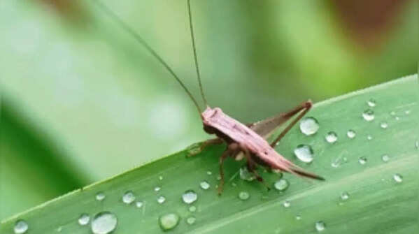 Insects