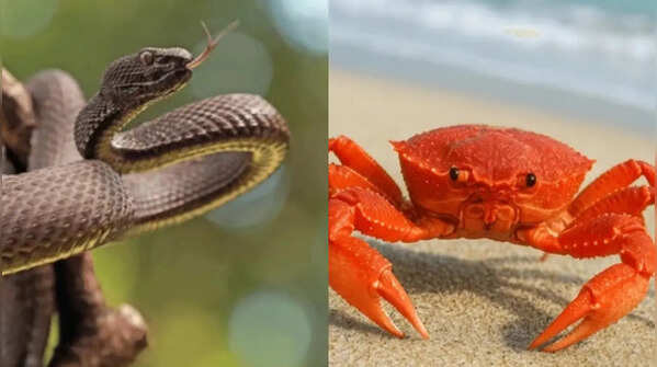 From snakes to crabs: Animals that shed their skin and the reason behind it