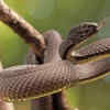 Snakes