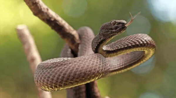 Snakes