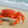 Crabs