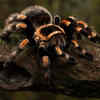 Tarantulas and spiders