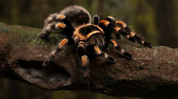 Tarantulas and spiders