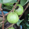 Provide proper care through pruning and careful irrigation