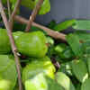 Article image for: Place the plant in <i class="tbold">direct</i> sunlight