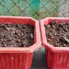 Article image for: Prepare <i class="tbold">soil</i> mixture having good draining capabilities