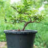 Choose a large pot with proper drainage holes