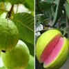 Select an appropriate guava variety