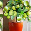 Article image for: How to grow guava plant in a pot in your balcony