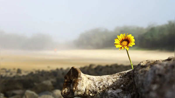 Something to hope for