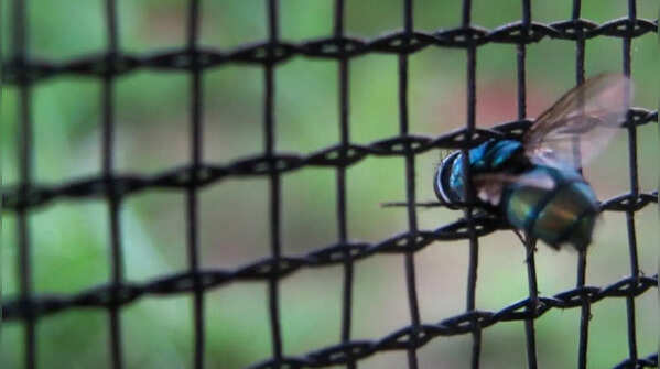 Install mesh screens