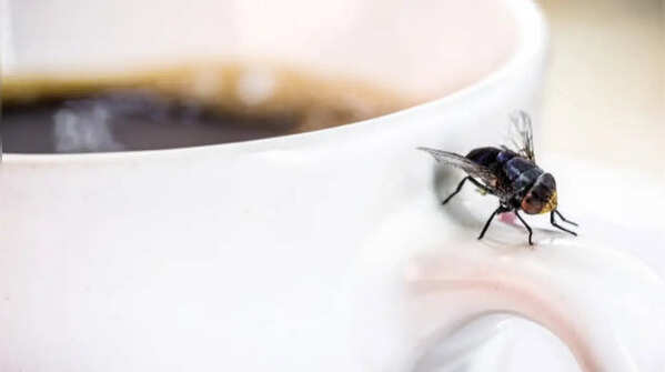 Utilise smells that flies hate